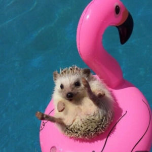 Meet your Posher, Marie